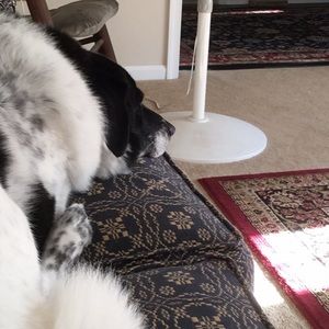 Meet your Posher, Dianne